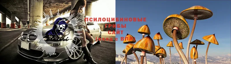 Псилоцибиновые грибы MAGIC MUSHROOMS  купить закладку  Разумное 